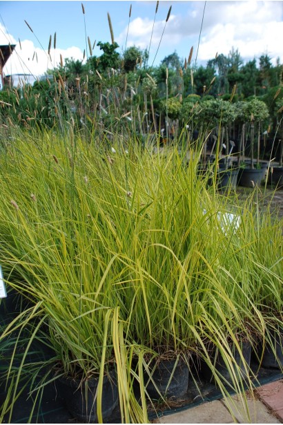 Лепешняк великий Варієгата - 3л/вис.20-30см/Ø20-30см